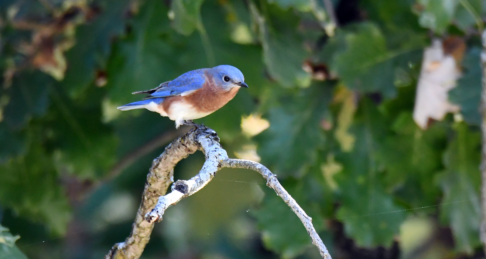 Photo: Birding2.png